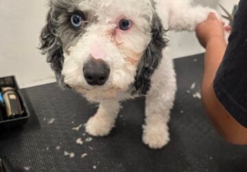 Looking to Rehome Saint Davis