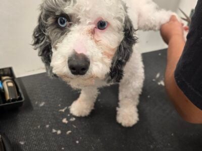 Looking to Rehome Saint Davis