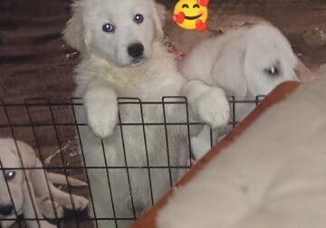 Great Pyrenees’ and white Labrador puppies!