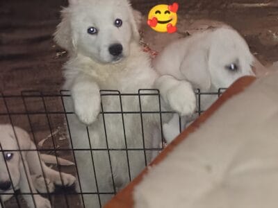 Great Pyrenees’ and white Labrador puppies!