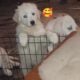 Great Pyrenees’ and white Labrador puppies!