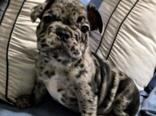 Super handsome tri-colored merle French bulldog