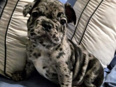 Super handsome tri-colored merle French bulldog