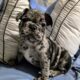 Super handsome tri-colored merle French bulldog