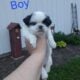 Shihtzu boys and girls all black and white
