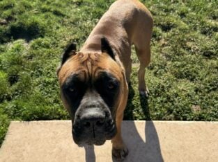 1 year old AKC registered female