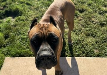 1 year old AKC registered female