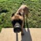 1 year old AKC registered female