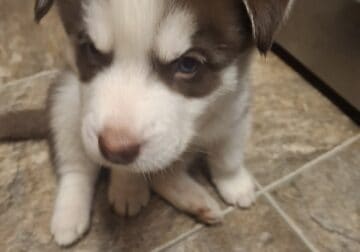 12 weeks old female husky for rehoming.