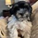 AKC Havanese Gorgeous Female Pups