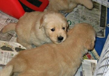 Free puppies 4 weeks old