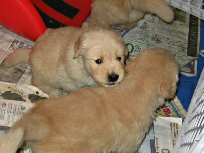 Free puppies 4 weeks old