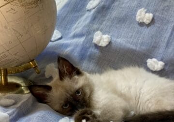Adorable Female Kitten
