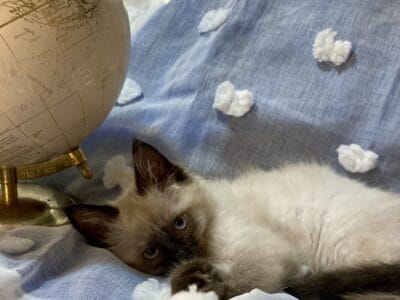 Adorable Female Kitten