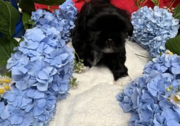 Shih-tzu puppies CKC Registered