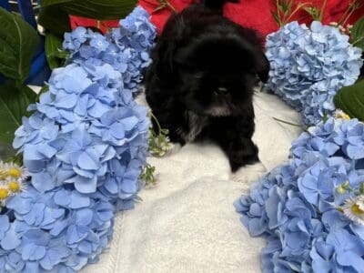 Shih-tzu puppies CKC Registered