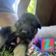 German shepherd puppies