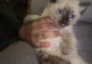 Female Siamese Kitten