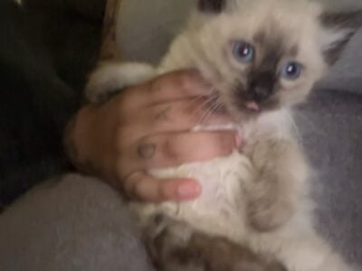 Female Siamese Kitten