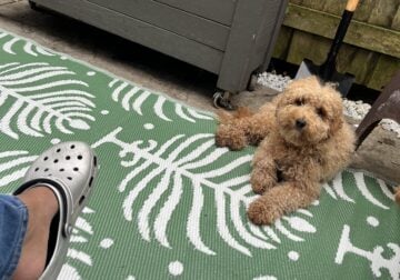 Mini golden doodle