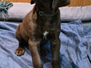 Lab GSP hybrid