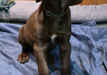 Lab GSP hybrid