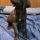 Lab GSP hybrid
