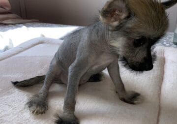Chinese crested hairless available now