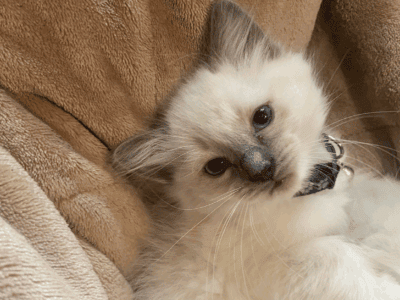 Siri – Blue Point Mitted Ragdoll Kitten