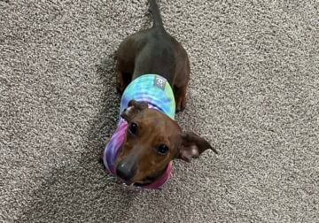 Mini Dachshund