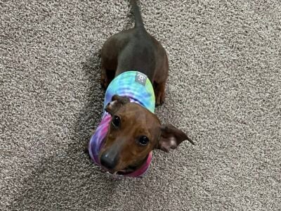 Mini Dachshund