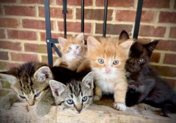 Kittens available to good homes