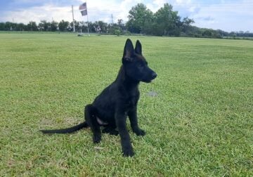 German Shepherd puppies
