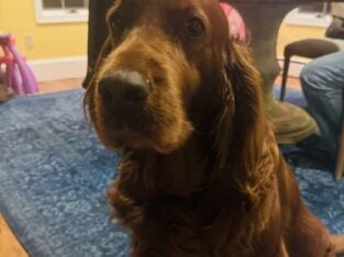Beautiful Irish Setter