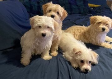 Yorkiepoo maltipoo mix