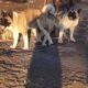 Rehoming Pregnant American Akita Female