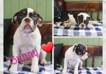 Female IOEBA Registered Olde English Bulldogge