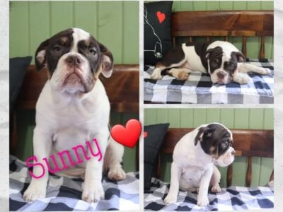 Female IOEBA Registered Olde English Bulldogge