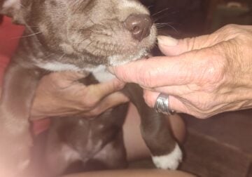 Puppies for sale