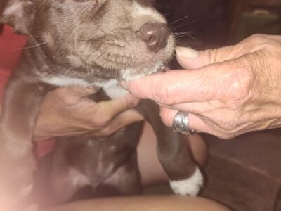 Puppies for sale