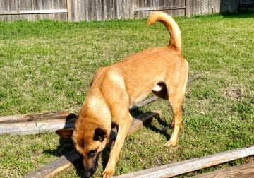 Dog Need Rehome