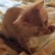 Maine Coon Mix Kittens need good Homes