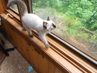 Roxie is a purebred Ragdoll kitten, fun & loving