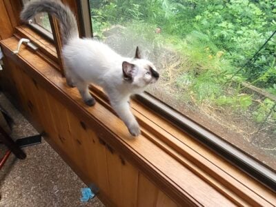 Roxie is a purebred Ragdoll kitten, fun & loving