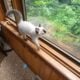 Roxie is a purebred Ragdoll kitten, fun & loving