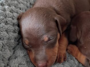 Pinpin puppies
