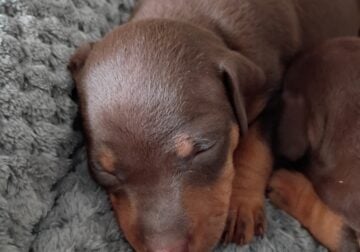 Pinpin puppies