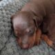 Pinpin puppies