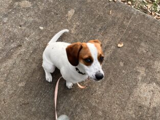Cookie (beagle and jack russel terrier mix)