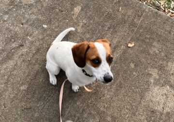 Cookie (beagle and jack russel terrier mix)